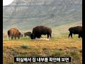 ♥임차인이 반려동물 키운다고 계약기간 중간에 강제로 내보낼수 없다. 부동산 임대차3법 반려동물 주택임대차보호법 법원 전월세신고제 전월세상한제 전월세 임대인 임차인