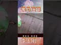 好久沒有聽李玉剛老師一首《遇見旗袍》真的好聽！玉李玉剛粉微博2022.10.19https m.weibo.cn 5246145248 4826082915649986