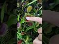 i love carnivorous plants#shortsvideo#viralvideos#treanding#😀😆🤣🤣😜😝😛🙈