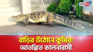 Kalna: Huge crocodile entered at house, sparks panic  | Sangbad Pratidin