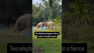 Two elephants engage in a fierce tussle in Tamulpur, Assam