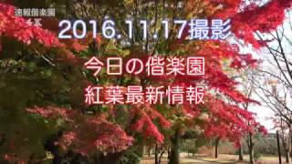 2016.11.17撮影　今日の偕楽園（偕楽園の紅葉最新情報）4K