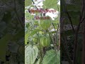 cape gooseberry เคฟกูสเบอร์รี ปลูกง่าย ขายดี มีประโยชน์ shorts