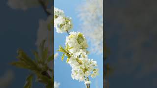 Close-up Shot of Cherry Blossom          #shorts