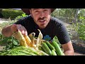 hydroponic carrots corn and cucumbers plus updates