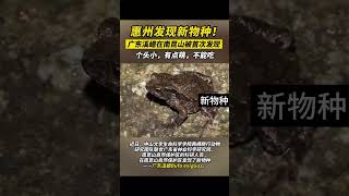 中国广东刚发现的新物种-溪蟾A Newly Discovered New Species in Guangdong, China