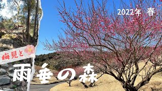 雨垂の森｜豊岡梅園（静岡県/磐田市）おっかない森は足元もおっかない。