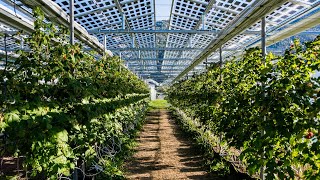 insolagrin : dynamic agrivoltaic solution