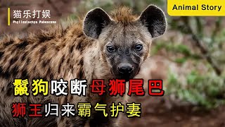 鬣狗咬斷母獅尾巴，獅王大怒保護妻子，鬣狗女王嘗到苦果！ #动物大战 #动物奇闻 #动物报恩 #动物袭击 #动物趣事