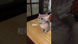 捡到的猫赖我家不肯走了