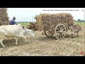 village life bangladesh village villagelife bd bangladesh rural bangladeshnature ricefarming