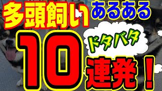 多頭飼いあるある10連発！～４柴家ドタバタ大騒動～