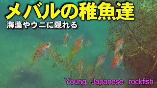 【 メバルの稚魚 】海藻やウニに隠れる子供達　Sebastes inermis