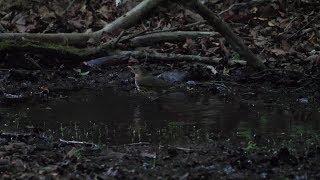 山中湖 大洞の泉のクロツグミ（雌）の水浴び　その３０（4K60P動画）