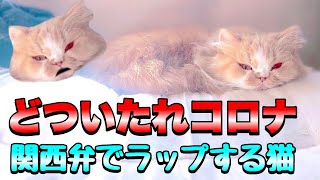 どついたれコロナ 関西弁でラップする猫【ヒプマイ/オオサカディビジョン】替え歌