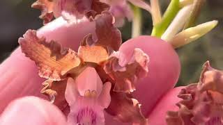 Você conhece essa orquídea noca mostra