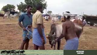 மிகப்பெரிய அந்தியூர் நாட்டு மாட்டு சந்தை 2019 / Biggest Anthiyur Native (Cow/ Bull) Market (2019)