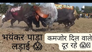 Pada ladai😱 | ujjain pada ladai || jangli pade  || khatarnak ladai 😱🔥