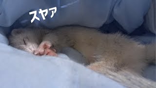 元気で活発なフェレットと言われますが、ちゃんと寝子もしてますzzz - ferret lab #397