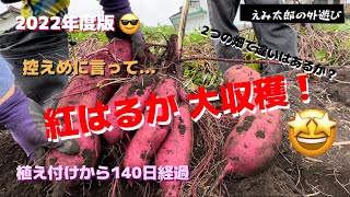 2022年度版！紅はるか大量収穫編🍠