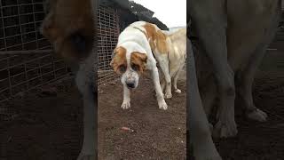 Dogs Breeding Cycle#foryou #viralvideo #views #pleaseviralvideo #pleasesupport #ytshorts