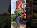 Harvesting Giant Pumpkins at Farm