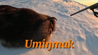 Musk Ox Hunt