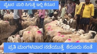 ಟಗರು ಮತ್ತು ಕುರಿ ಸಂತೆ ಕೆರೂರು ( SHEEP MARKET ಇನ್ KERUR