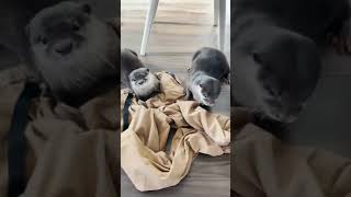 カワウソビンゴ君とベルさんダディのズボン争奪戦！ #Shorts｜Otter Bingo\u0026Belle fighting over their favorite daddy’s pants