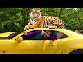 Tigris ATTACKED Mr. Joe on Chevrolet Camaro & Mr. Joe climbed on Roof of Car for Kids