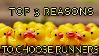 TOP Three Reasons To Choose Indian Runner Ducks