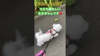 見てよ😭お散歩まるちゃん#ビションフリーゼ #癒し #犬のいる生活