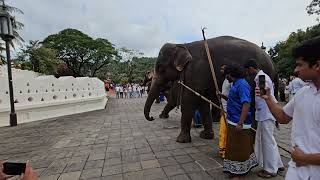 බලන්න අලි පැටවතුන්දෙනා හරි හරියට දළදා වදිනවා