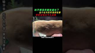 料子都没开就说看张长了这个大马坎究竟好在哪#翡翠原石 #收藏爱好者 #珠宝首饰 #科普 #高端定制