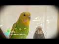 セキセイインコと一緒の生活・放鳥ぽめろのお気に入りの場所はてんぶくろ・・でダンスする。セキセイインコファミリーの日常を大公開・・・　まいにちが、ぼうけん大好きなセキセイインコです。