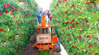 Agriculture Technology Used How Harvest Billions Of Apples - Apple Farming And Harvesting Technology