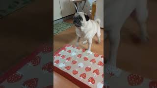 パグの特徴　食い意地が凄いパグひなちゃん　A pug with a great appetite　#shorts