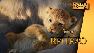 Simba |O Rei Leão [ Live action ] clip 4k