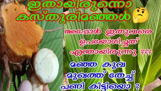 കസ്തൂരി മഞ്ഞളും മഞ്ഞ കുവയും തിരിച്ചറിയാ  \\kasthoori manjal/manjakuva/wild turmeric