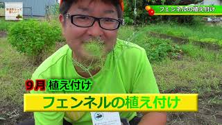 【179】フェンネルの植え付け　ハタムスビ野菜作りムービー２