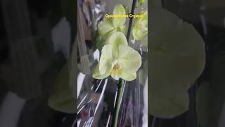 Почему не покупаю, а просто смотрю!            #shorts #orchid #орхидеи #бабочка #фаленопсис