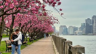 New York City Cherry Blossom 🌸 ROOSEVELT ISLAND Kwanzan Cherry Blossoms 2022