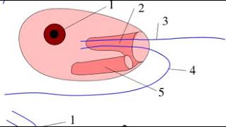 Discoba | Wikipedia audio article