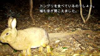 カメラに接近したニホンノウサギ Lepus brachyurus（Ⅱ）