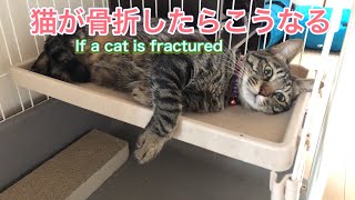 猫　骨折　If a cat is fractured