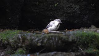 山中湖 大洞の泉のシジュウカラ（幼鳥）の水浴び　その１８（4K60P動画）