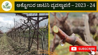 ಅಕ್ಟೋಬರ ಚಾಟನಿ ವ್ಯವಸ್ಥಾಪನೆ – 2023 - 24! #grape #october #Pruning #perfect #management #grape