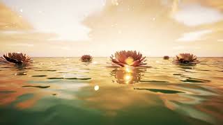 lotus floating background video