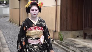 京都 上七軒 始業式前 舞妓さん ( Maiko ) 芸妓さん ( Geiko ) Kamisichiken,Kyoto,Japan.