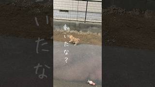 落ち葉だって　【柴犬ブリーダー桜諷荘】　#shorts #桜諷荘 #柴犬 #shibainu #出産 #子犬 #散歩